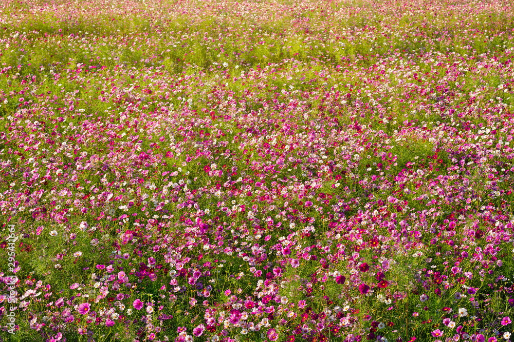 Flower background of the dense colorful cosmos at the wide field. Natural flowers pattern wallpaper or greeting card. 