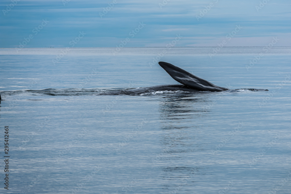 Fototapeta premium Aleta de ballena 