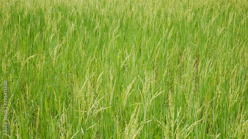 Obraz premium Green rice in Thailand argiculture concept.