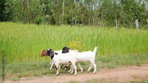 Goats in farmland green rice background.