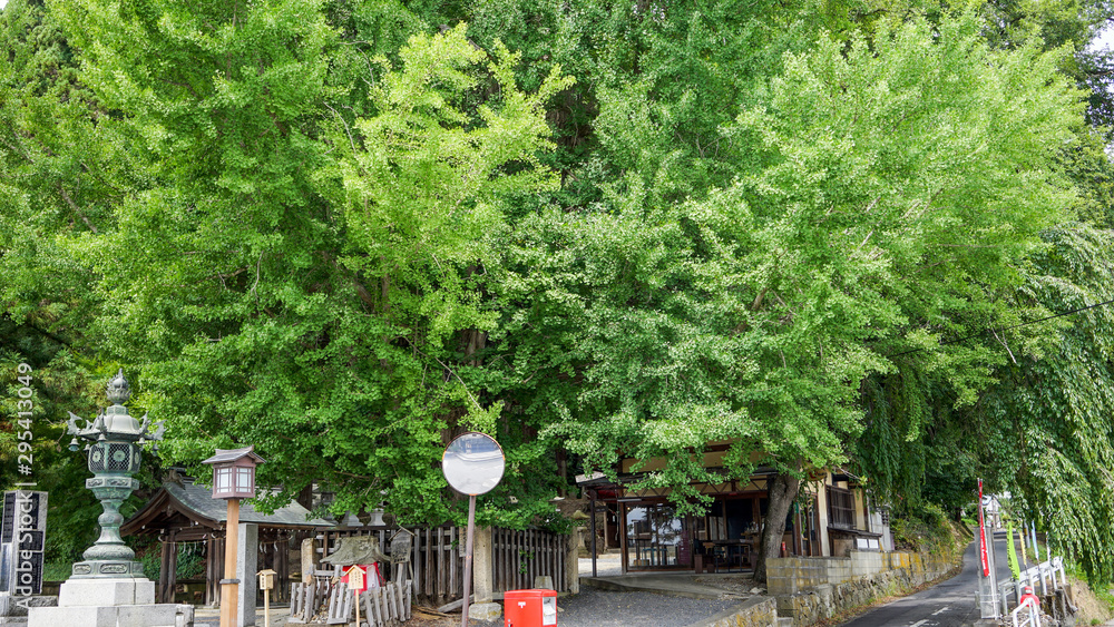 山形、熊野神社の大イチョウ