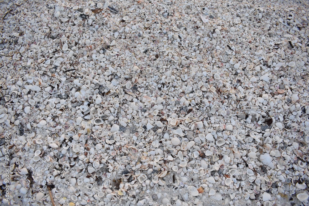 Background of sea shells on the beach Background of sea shells on the beach