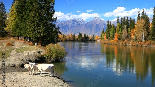 Rural landscape with calves by the river Irkut in autumn sunny day. Eastern Sayan Mountains in the distance. Siberia, Buryatia, Tunka valley, Kyren, Arshan, Nugan photo