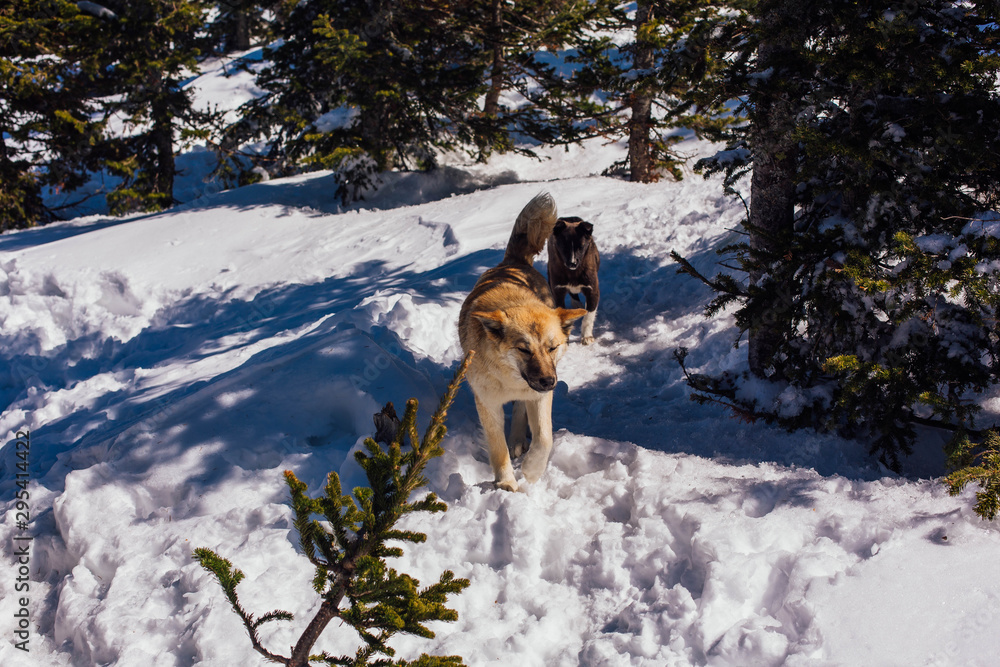 Two dogs in snowy forest in a bright day Two dogs in snowy forest in a bright day