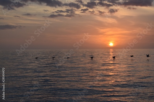 Birds flying over the ocean water at sunset © T. Schmidt
