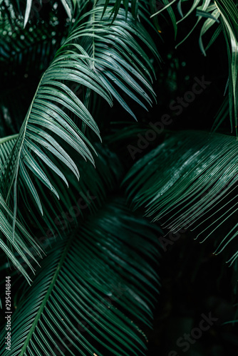 Close up of dark green palm foliage in the tropical forest. Real photo of palm tree in Thailand. Nature and plant concept. Vertical shot. Selective focus