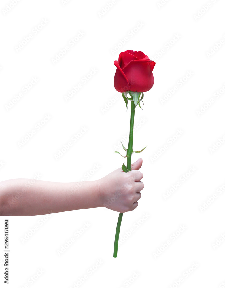 Right hand of asian little child girl giving colorful red rose single flower  with love isolated on white background with clipping path Stock Photo |  Adobe Stock