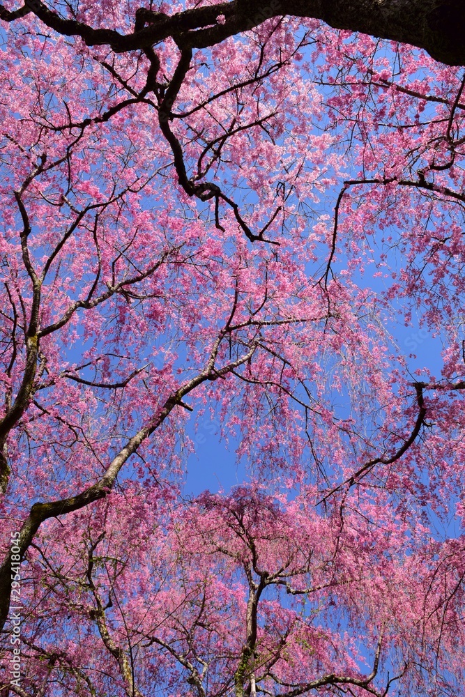 Blooming cherry blossoms in spring Blooming cherry blossoms in spring
