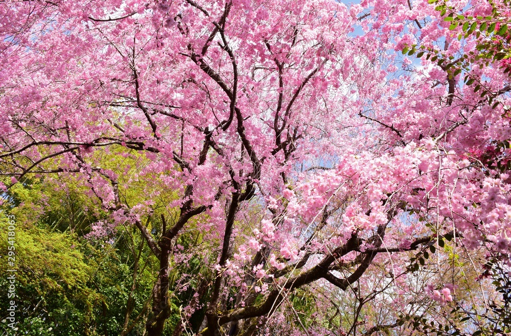 Blooming cherry blossoms in spring Blooming cherry blossoms in spring
