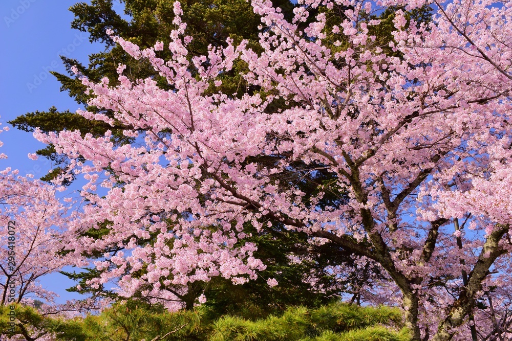 Blooming cherry blossoms in spring