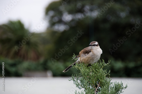 lone bird