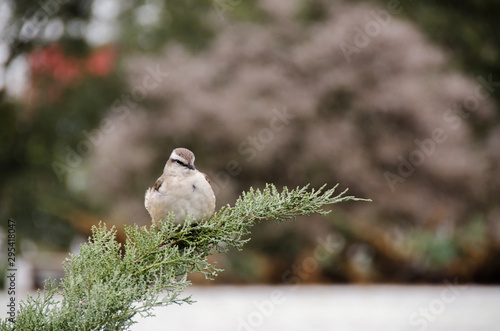lone bird 2