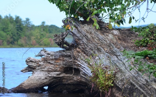 Stump garden