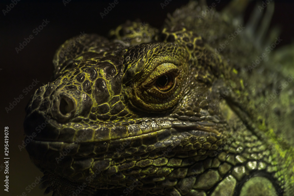 close up bright green iguana looking at the camera close up bright green iguana looking at the camera