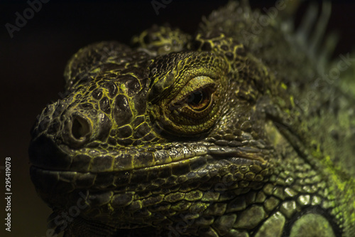 close up bright green iguana looking at the camera