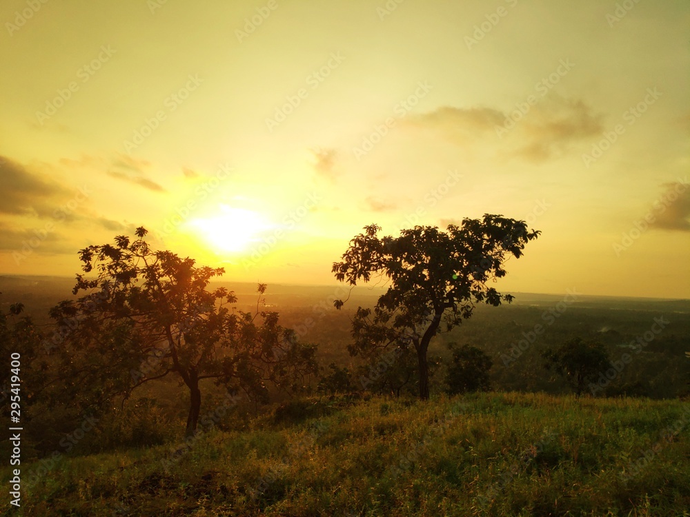 tree in sunset