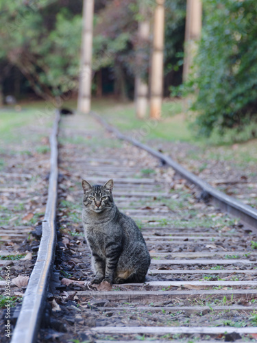 Cat in the Rail