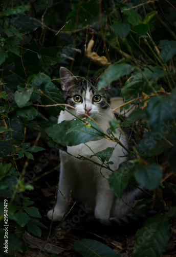 Cat in the Woods