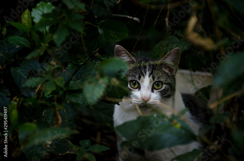 Close up cat