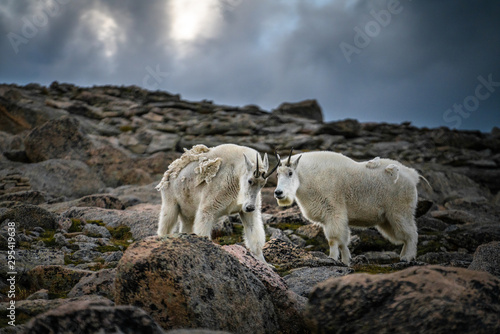 flock of sheep © Bryan