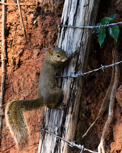 Climbing squirrel