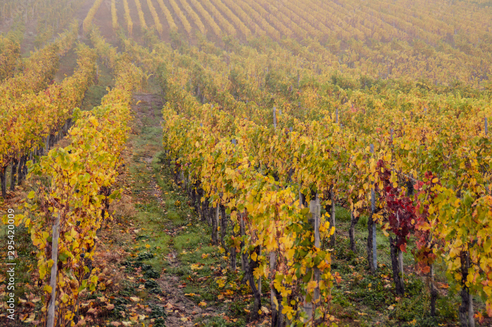 Vineyards of Bernkastel-kues in Germany during the autumn season