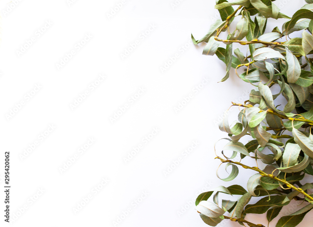 white background with swirling green leaves on the right side. Autumn background with blank space for text.