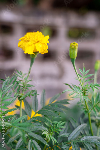 Marigold  scientific name  Tagetes erecta L.  is a large flower species. Beautiful yellow flowers.