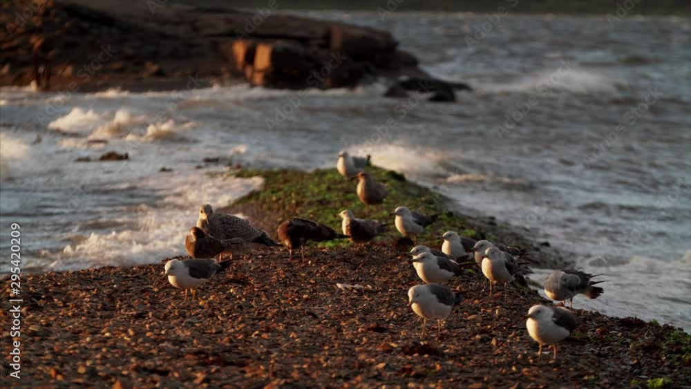 Seagulls are standing on pabble on sand bar. Sea waves are splashing on the background Seagulls are standing on pabble on sand bar. Sea waves are splashing on the background