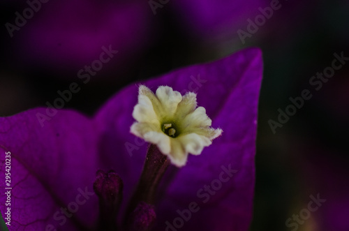 Close up flower