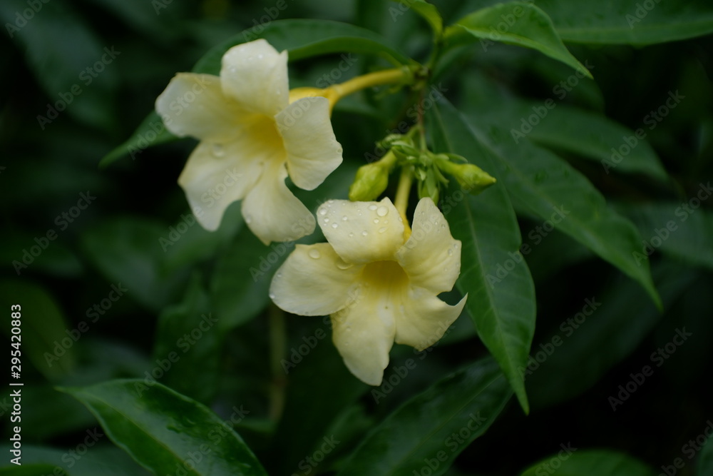 Obraz premium Flowers in an outdoor garden in Pattaya, Thailand