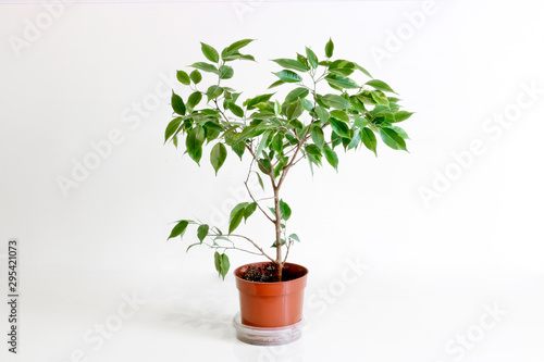 Ficus Benjamin. Young houseplant on a light background.
