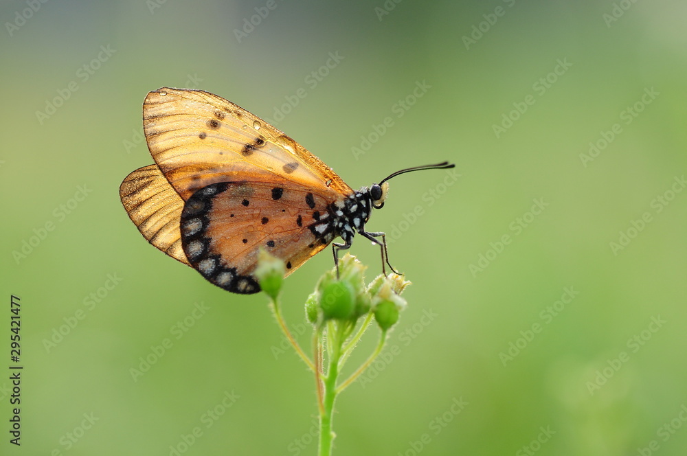 Obraz premium Yellow Butterfly