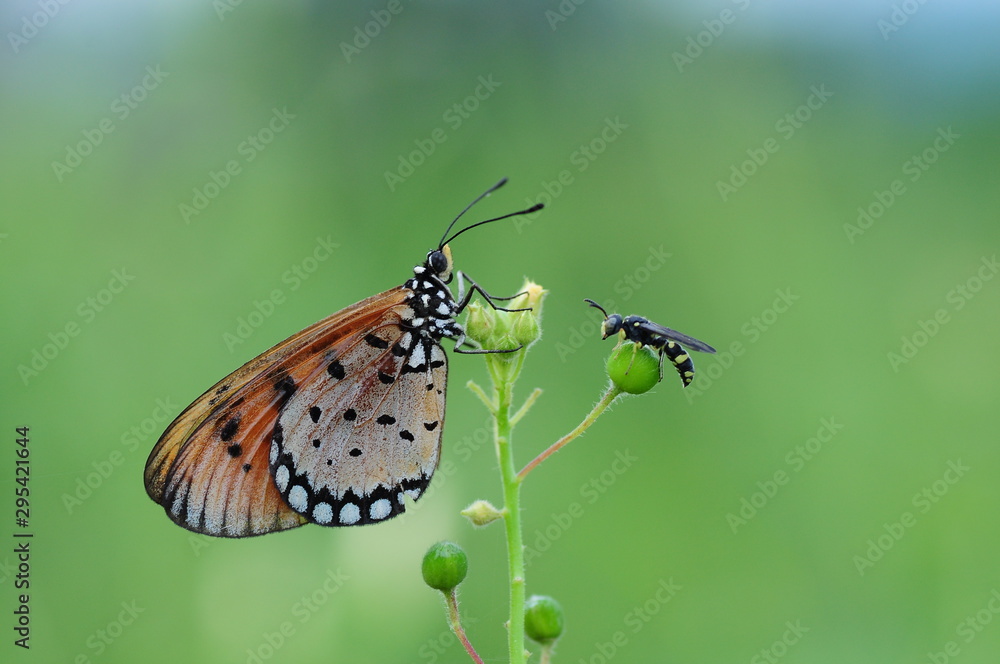 Obraz premium butterfly on flower