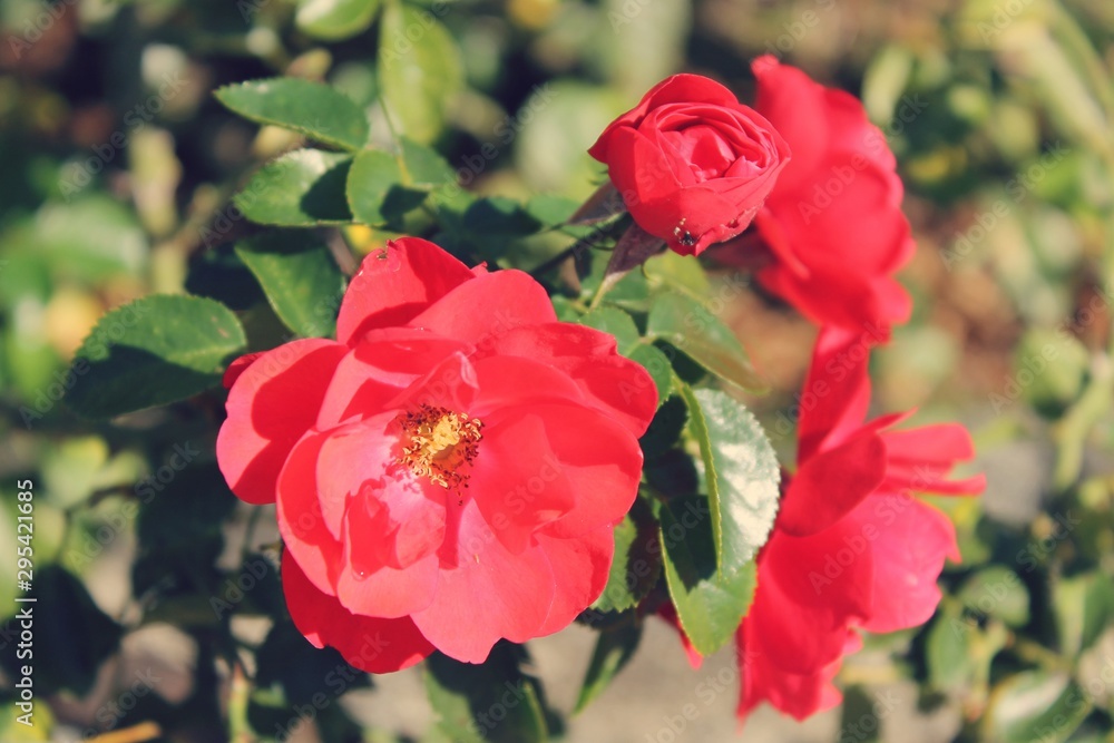 red rose flower red rose flower