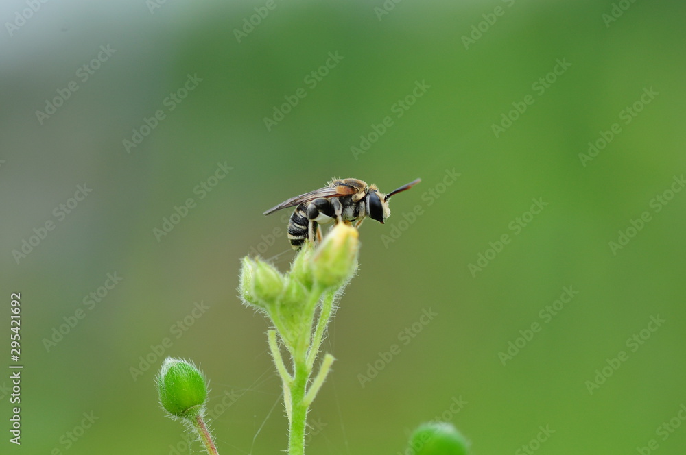 Naklejka premium Bee yellow jaket 