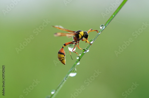 Bee yellow jaket  © Teti