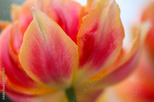 details of a tulip blooming in green, yellow and red
