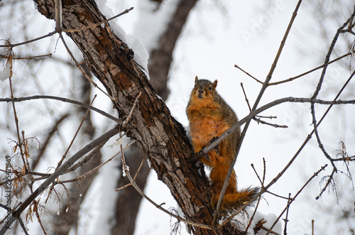 Cold Squirrel