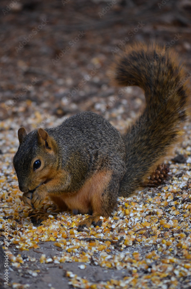 Eating squirrel Eating squirrel