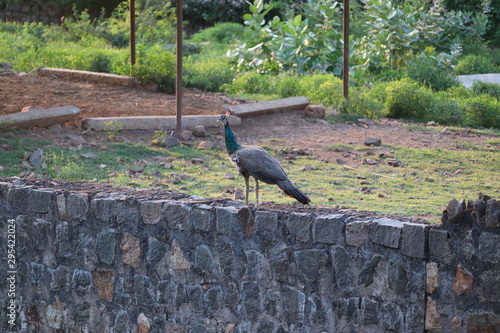 The royal beauty of the jungle. Peacock bird. Peacock or male peafowl with extravagant plumage. Beautiful peacock with eyespotted tail feathers. Wild peacock walking on green grass photo