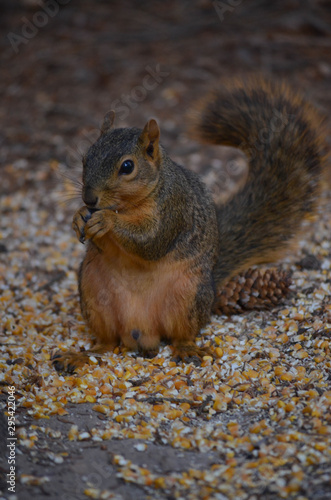 eating squirrel 2