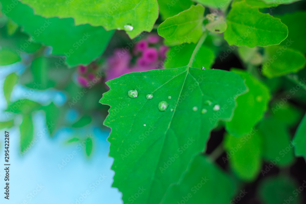 Morning dew on a green leaf in a flower bed. top view Morning dew on a green leaf in a flower bed. top view