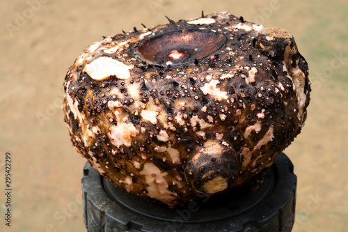 Elephant foot yam in black table on soil background, natural Amorphophallus paeoniifolius, delicious and eatable root  photo