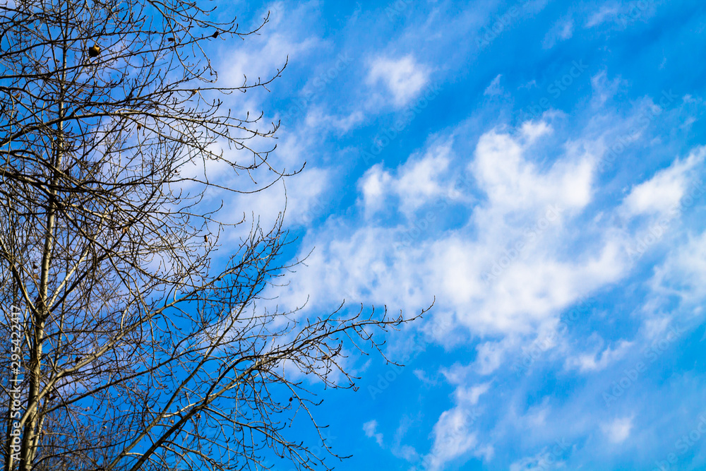 Blue sky with mellow clouds and tree branches. background with blank space for text Blue sky with mellow clouds and tree branches. background with blank space for text