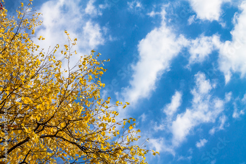 Blue sky with white clouds and a tree with yellow leaves. Autumn background. background with blank space for text