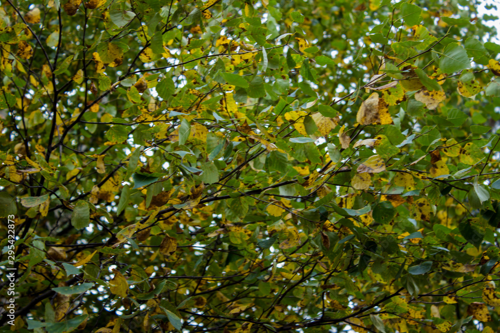 Background of tree branches with green and yellow leaves. Autumn time in the city.