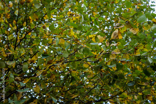 Background of tree branches with green and yellow leaves. Autumn time in the city.