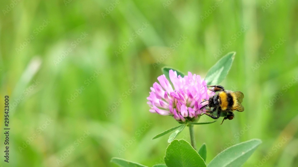 Bumblebee on a red clover flower. Bumblebee on a red clover flower.