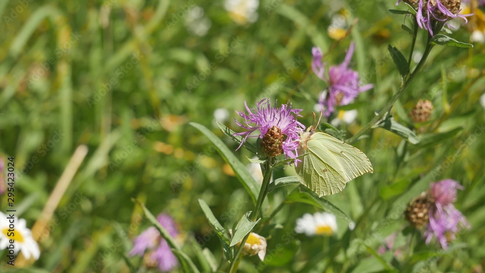 Butterfly lemongrass on a cornflower. Butterfly lemongrass on a cornflower.